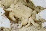 Fossil Crab (Potamon) Preserved in Travertine - Turkey #106451-3
